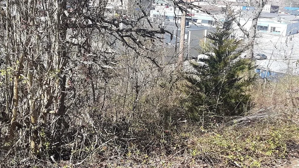 Trusted yard cleanup service in Middlesboro, KY by Barks Tree and Lawn Service