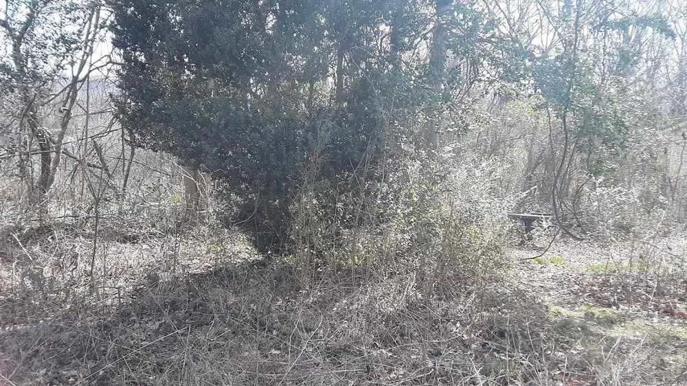 Affordable yard cleanup service experts serving Middlesboro, KY - Barks Tree and Lawn Service