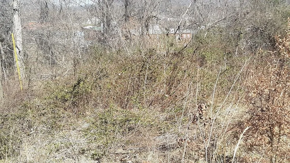 Professional garden landscaping for year-round maintenance in Middlesboro, KY by Barks Tree and Lawn Service