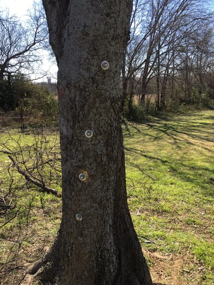 Professional lawn mowing service in Dallas, TX by Barksdale's Tree Service