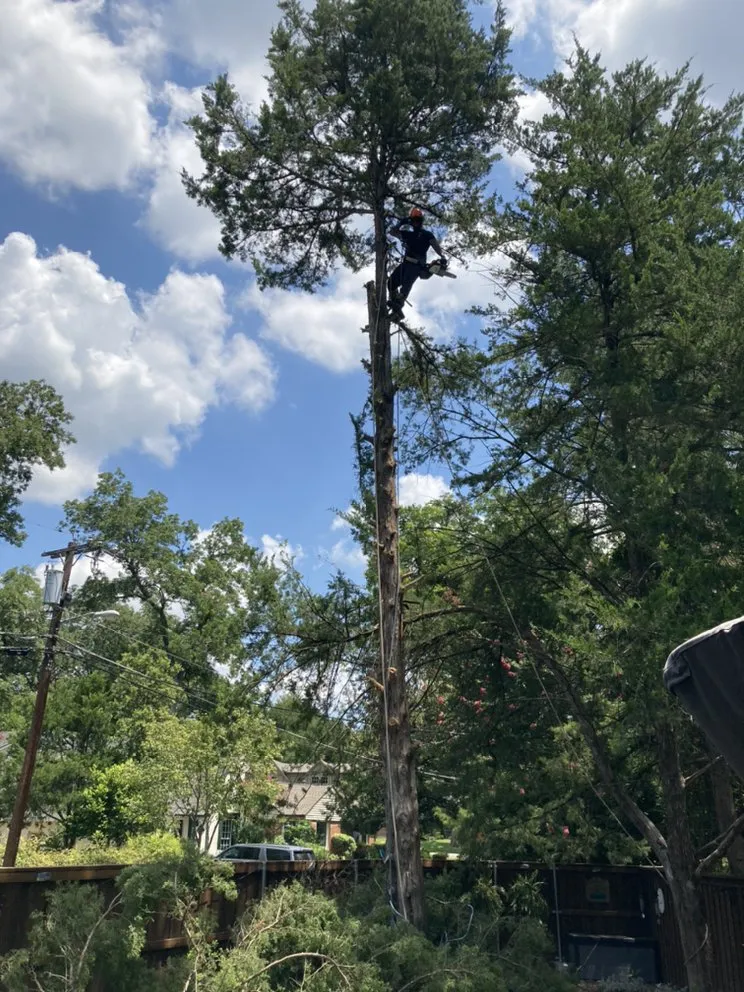 Local outdoor landscaping for beautiful yards in Dallas, TX by Barksdale's Tree Service