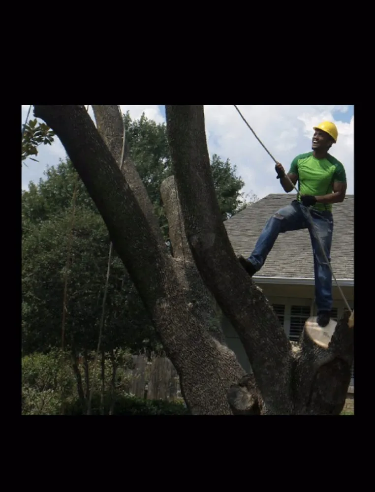 Professional garden landscaping in Dallas, TX by Barksdale's Tree Service