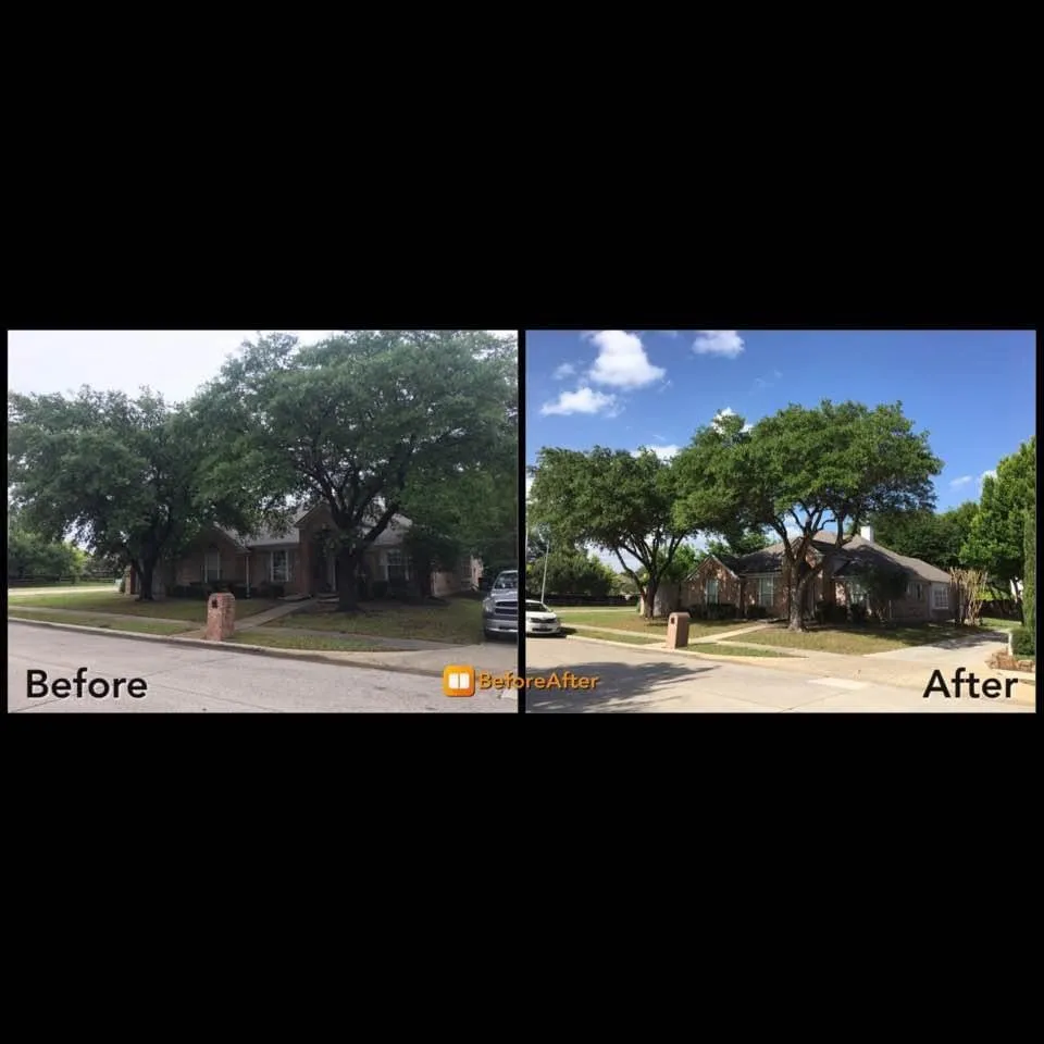 Reliable yard cleanup service near you across Dallas, TX - Barksdale's Tree Service