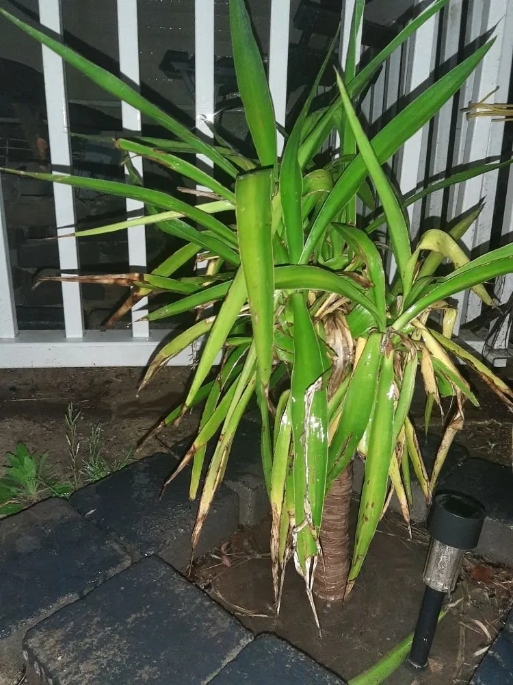 Reliable residential landscaping for year-round maintenance in Sanford, NC by BarnYardStompers