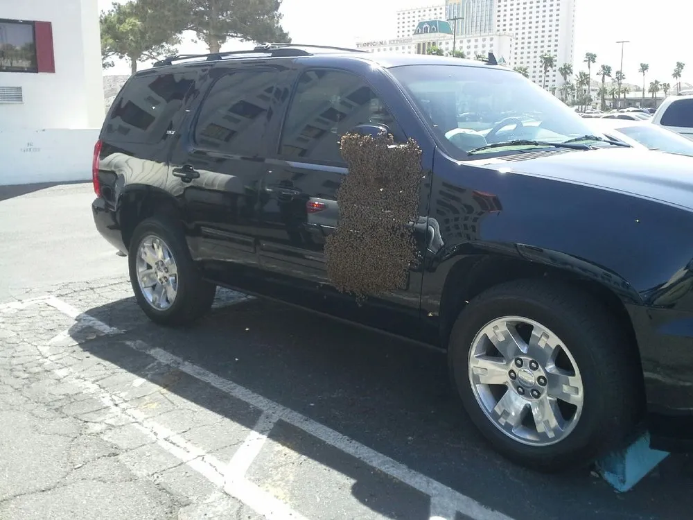 Custom residential landscaping for homes across Fort Mohave, AZ - Baron Services