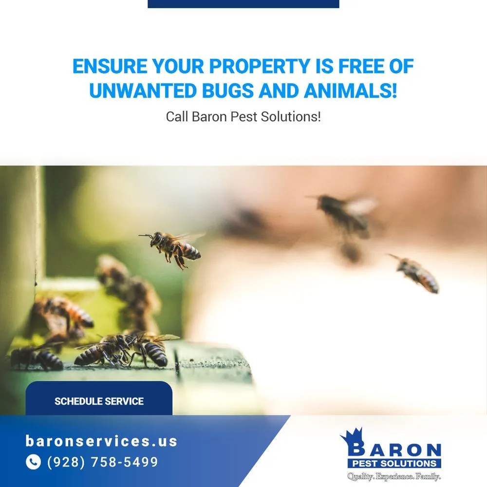 Professional residential landscaping experts serving Fort Mohave, AZ - Baron Services