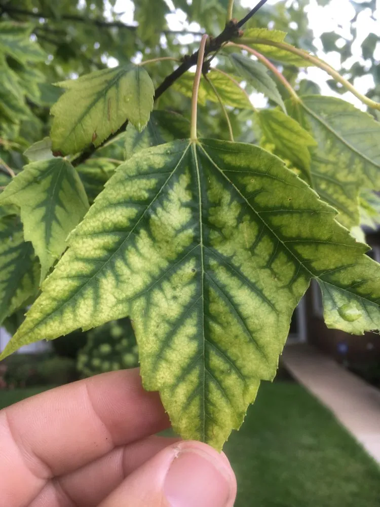 Trusted yard maintenance for year-round maintenance across New Lenox, IL - Barr Tree Care