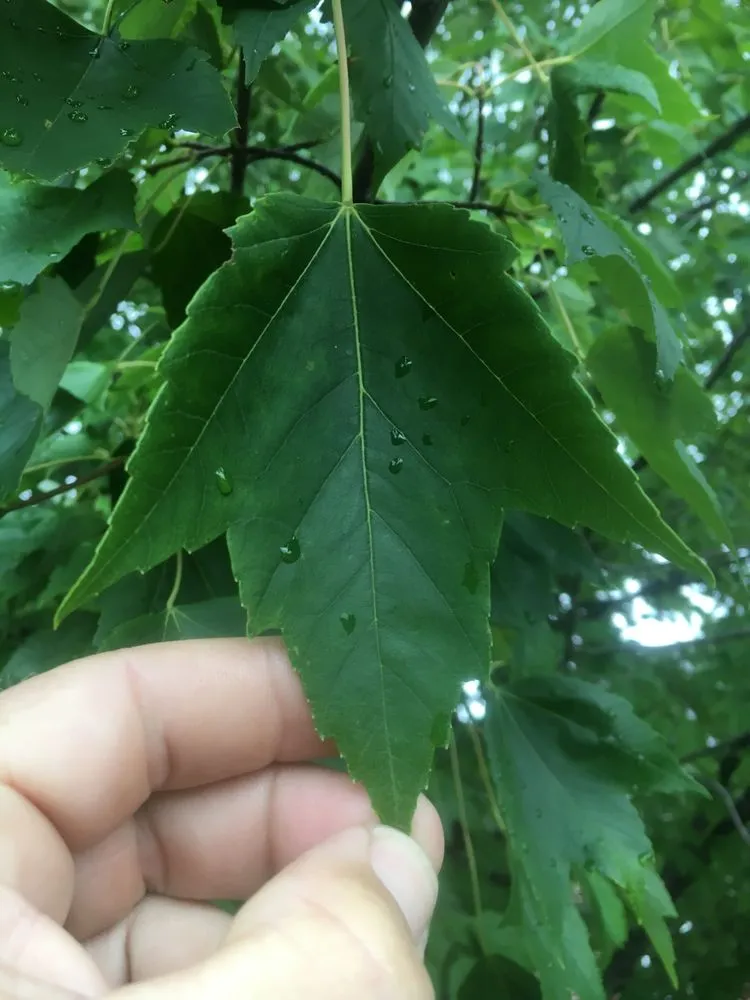 Top-rated lawn mowing service in New Lenox, IL - Barr Tree Care