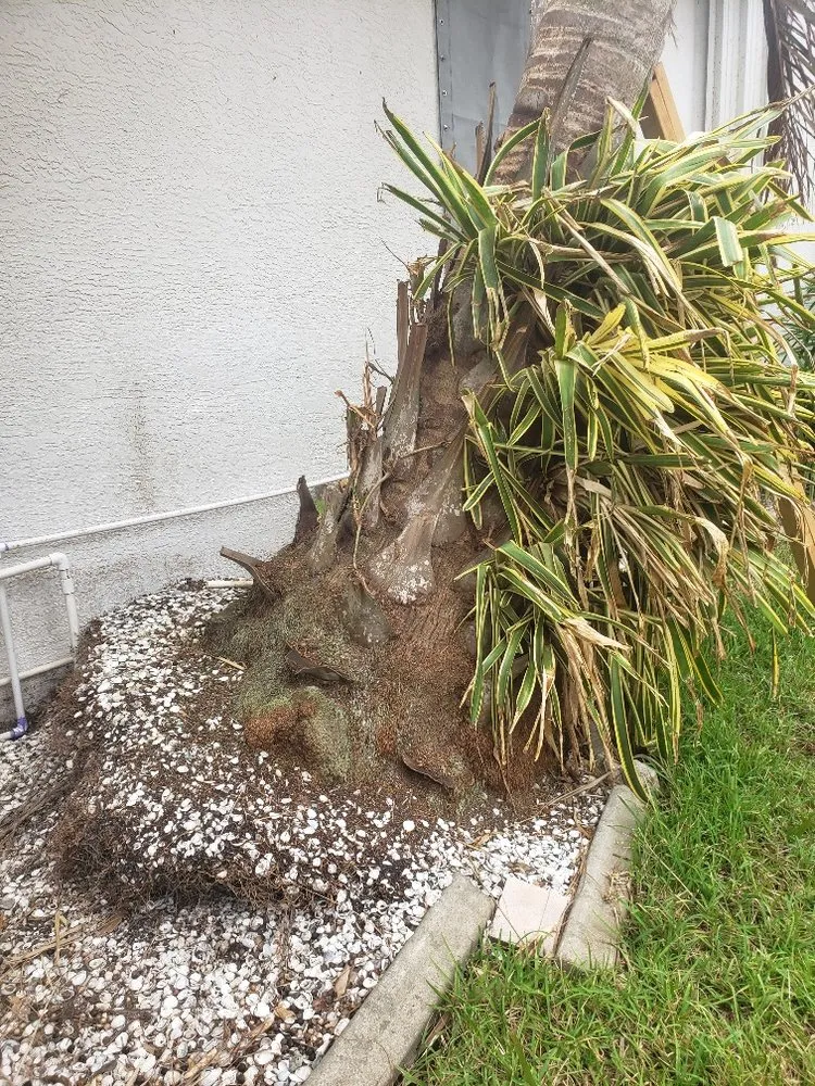 Custom yard cleanup service for homes in Punta Gorda, FL by Barracuda Tree & Landscape