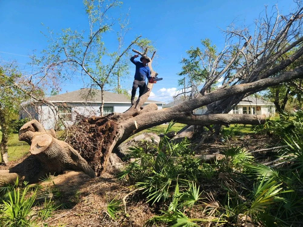 Trusted lawn care service in Punta Gorda, FL by Barracuda Tree & Landscape