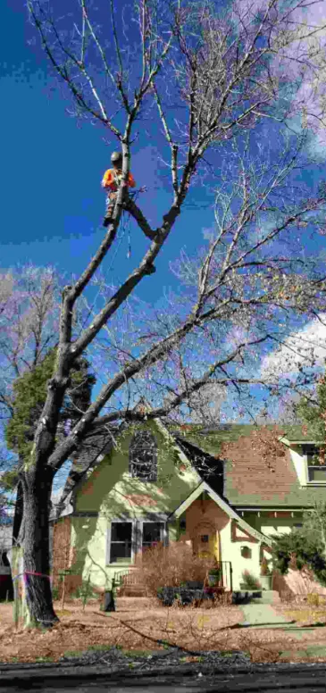 Affordable residential landscaping experts serving Punta Gorda, FL - Barracuda Tree & Landscape