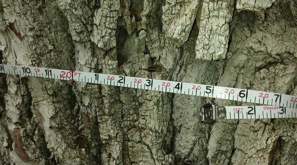 Affordable yard maintenance for year-round maintenance across Punta Gorda, FL - Barracuda Tree & Landscape