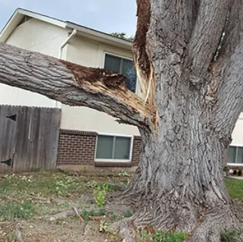 Affordable landscaping services in Punta Gorda, FL by Barracuda Tree & Landscape