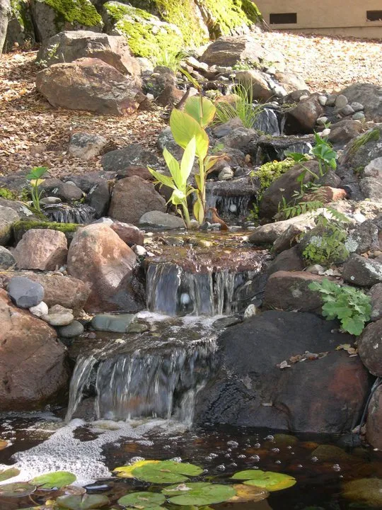 Affordable yard cleanup service for homes across Auburn, CA - Barracuda Watergardens