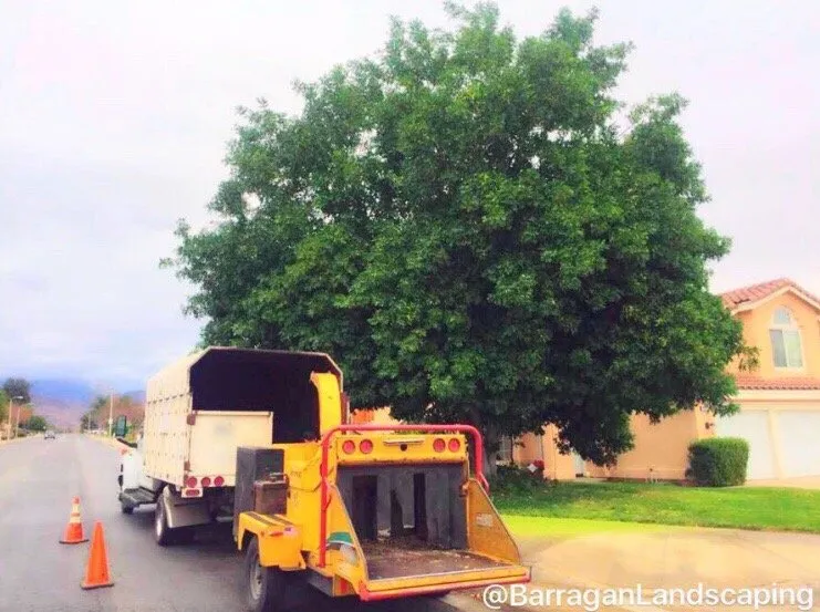 Trusted yard cleanup service experts serving SAN BERNARDINO, CA - Barragan Landscaping