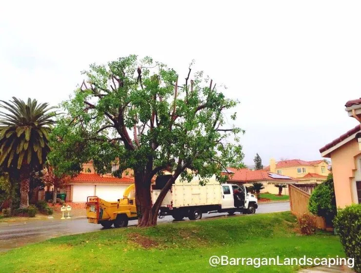 Local yard cleanup service in SAN BERNARDINO, CA by Barragan Landscaping