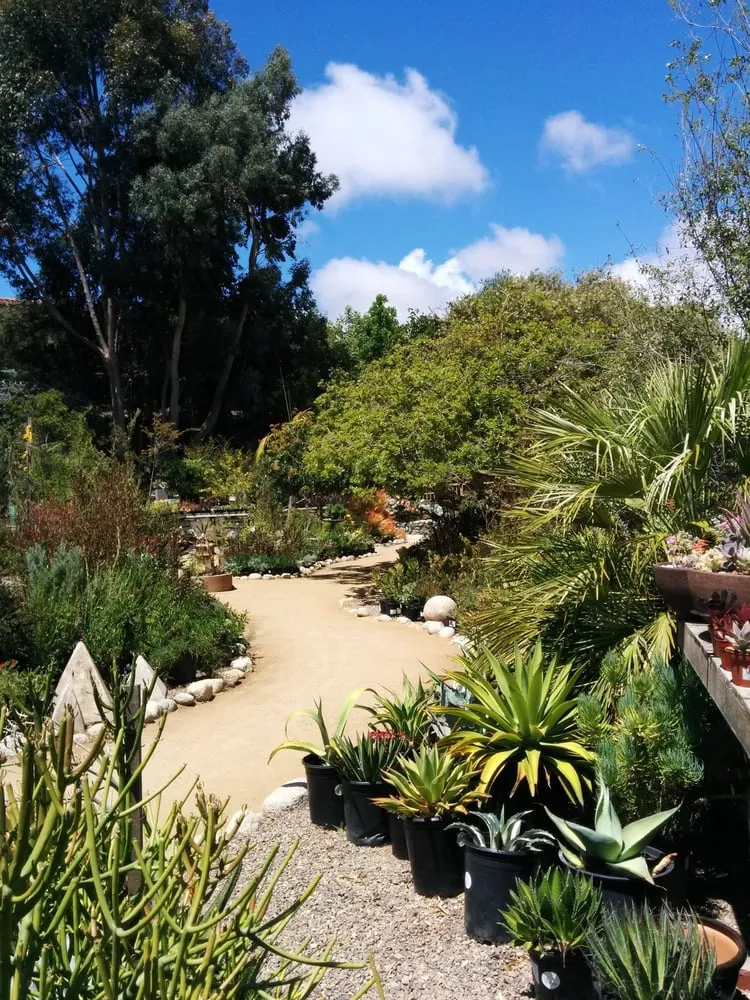 Trusted yard cleanup service in Encinitas, CA - Barrels & Branches