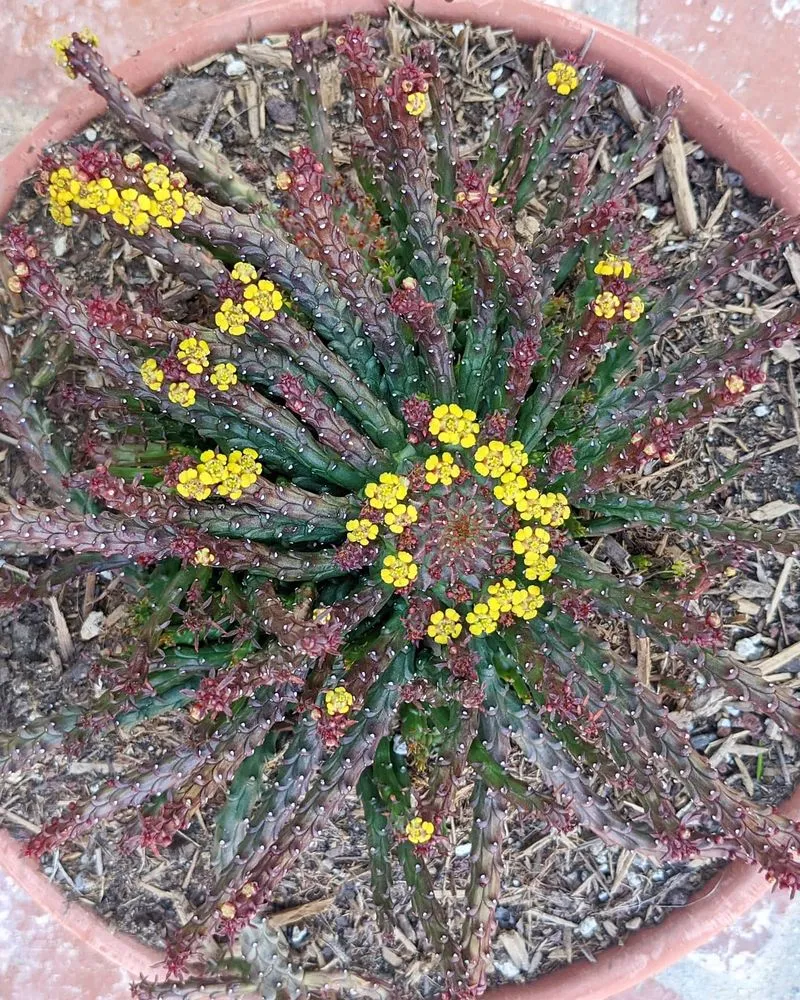 Trusted yard maintenance in Encinitas, CA by Barrels & Branches