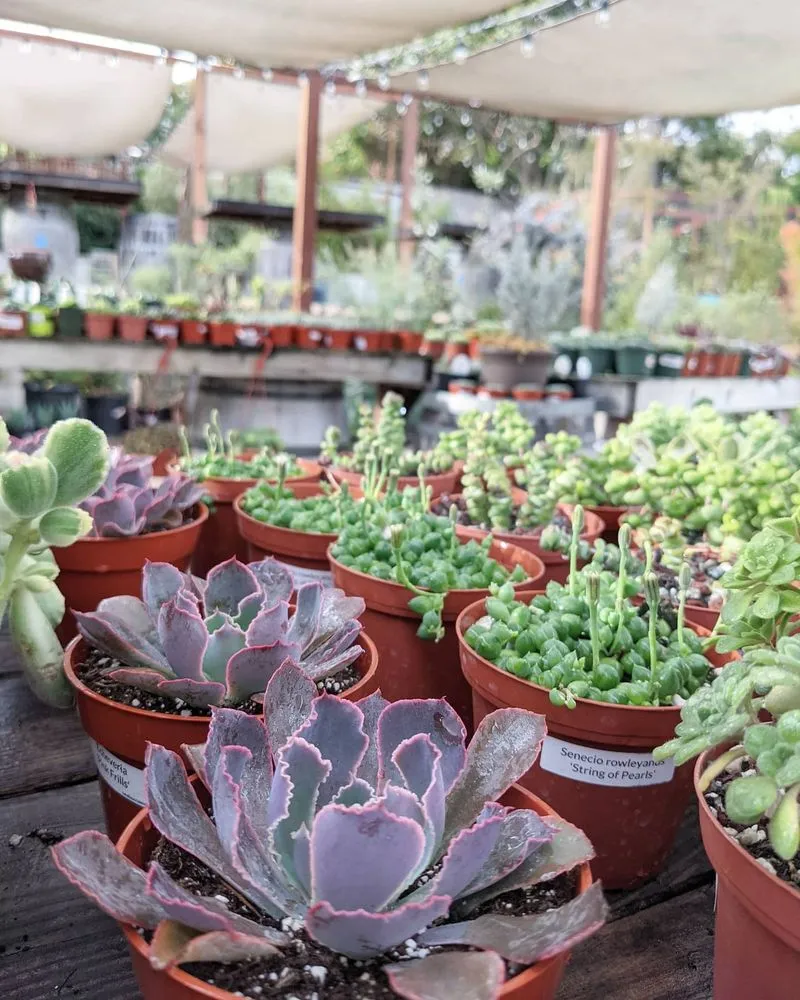 Affordable yard cleanup service experts serving Encinitas, CA - Barrels & Branches