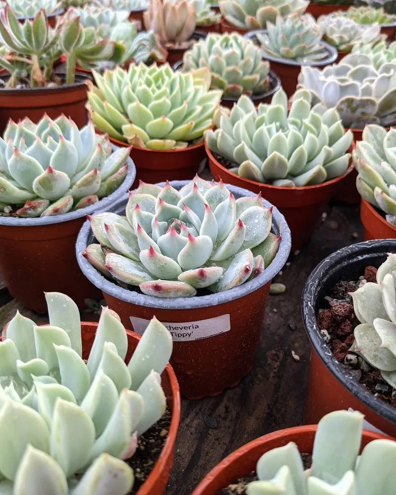 Top-rated lawn care service in Encinitas, CA - Barrels & Branches