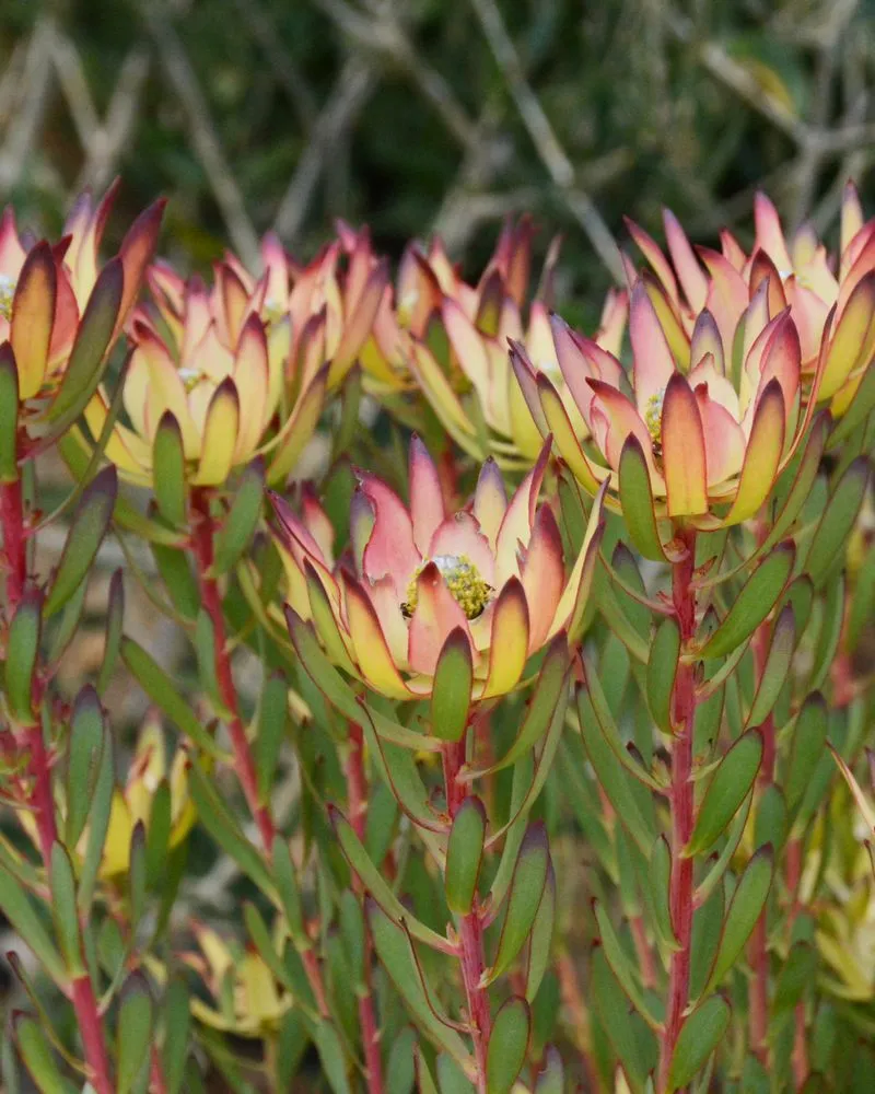 Custom residential landscaping for residential properties across Encinitas, CA - Barrels & Branches