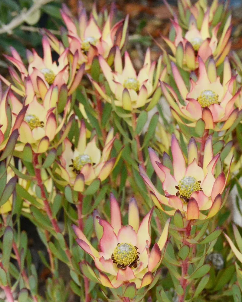 Affordable landscape installation in Encinitas, CA - Barrels & Branches