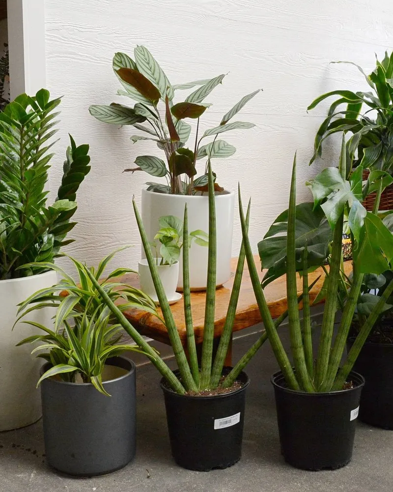 Reliable yard cleanup service in Encinitas, CA by Barrels & Branches