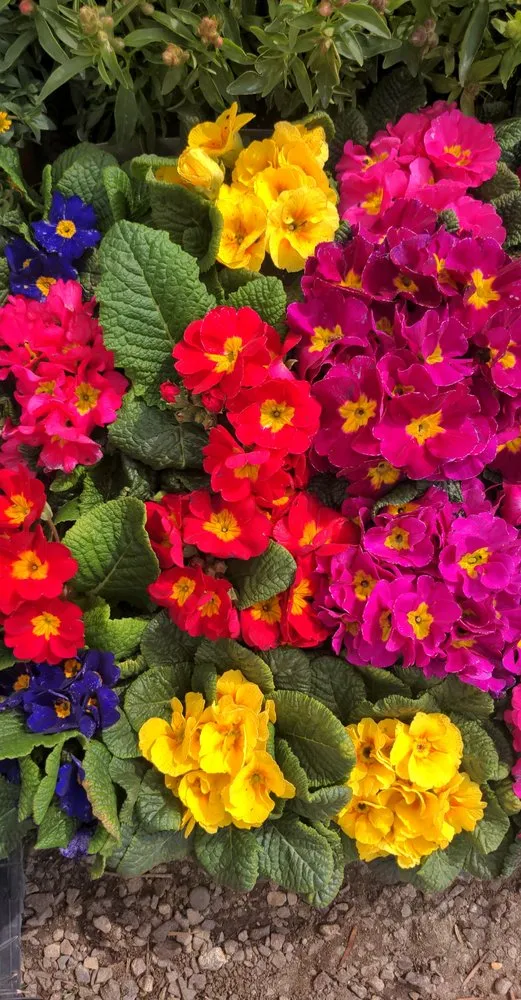 Affordable lawn care service with custom design across Encinitas, CA - Barrels & Branches