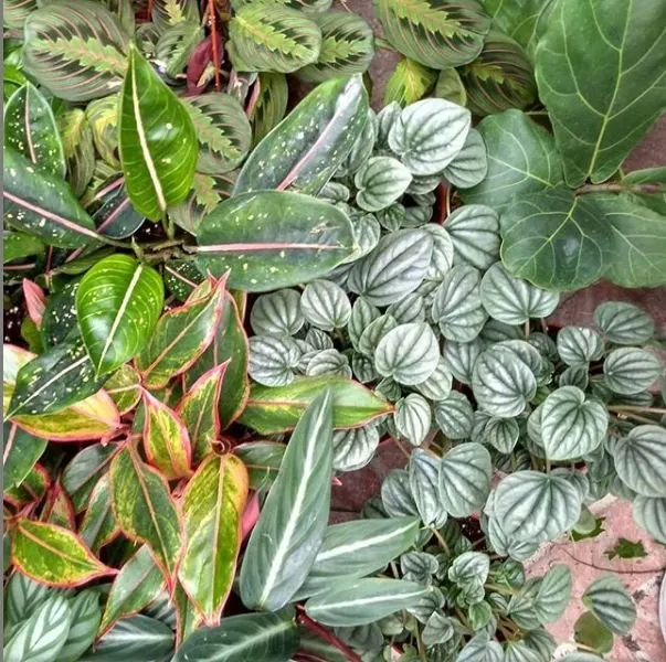 Expert landscape installation for year-round maintenance across Encinitas, CA - Barrels & Branches