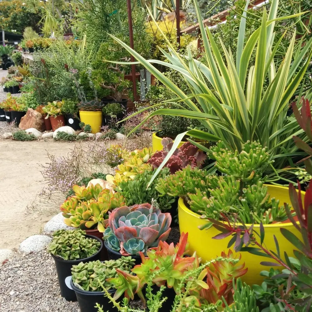 Top-rated lawn mowing service for year-round maintenance across Encinitas, CA - Barrels & Branches