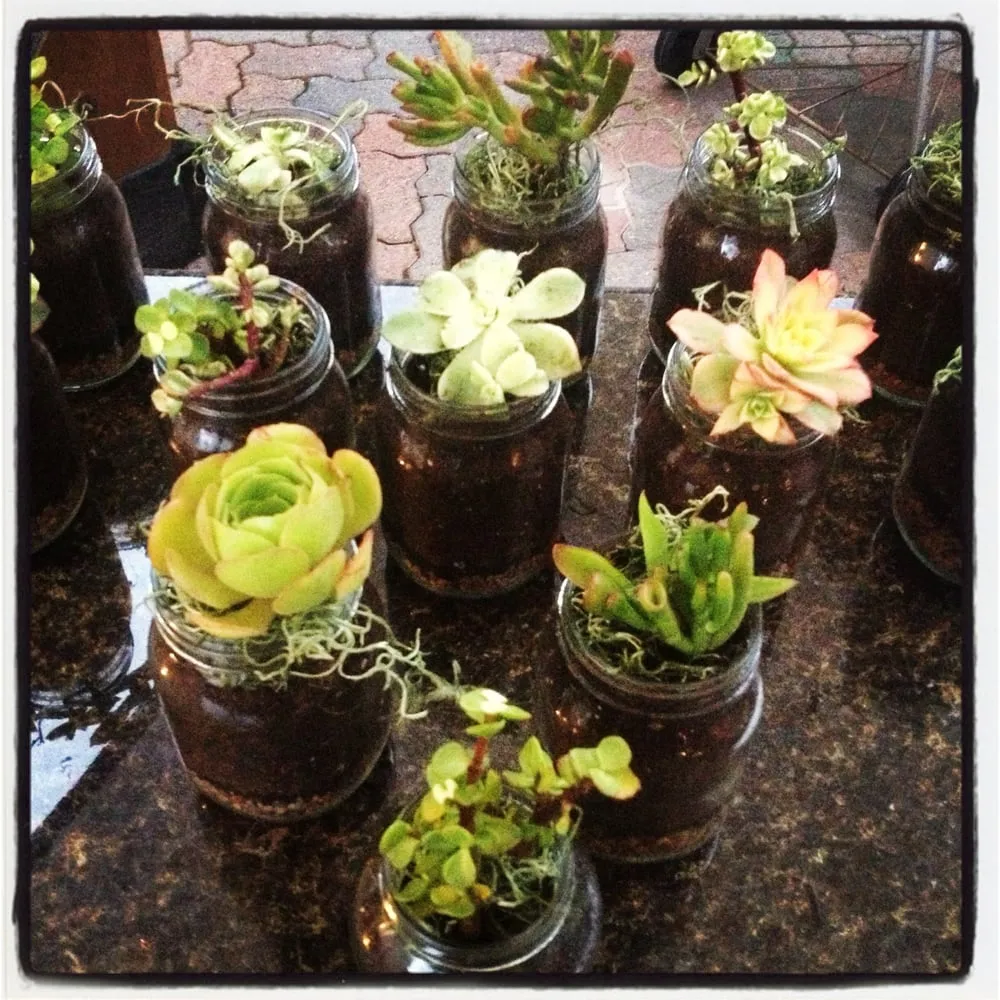 Affordable landscape installation in Encinitas, CA by Barrels & Branches