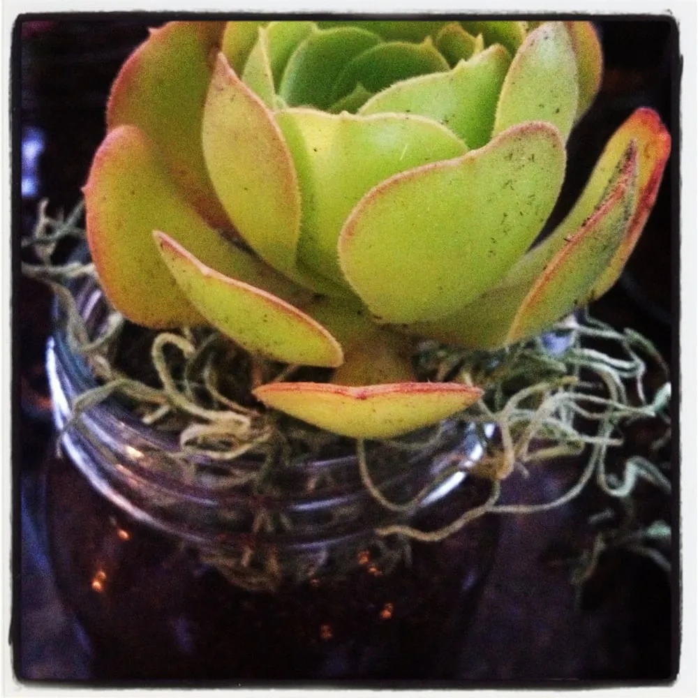 Expert lawn care service for residential properties across Encinitas, CA - Barrels & Branches