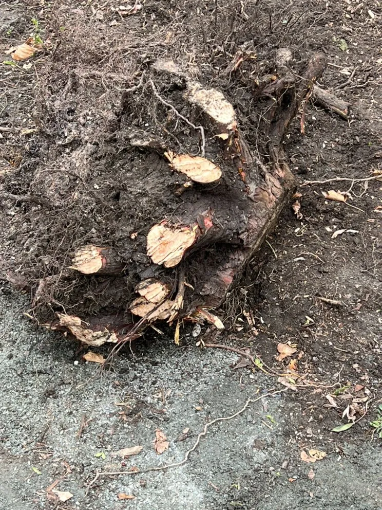 Custom residential landscaping for beautiful yards in Middletown, RI by Barrera Landscaping