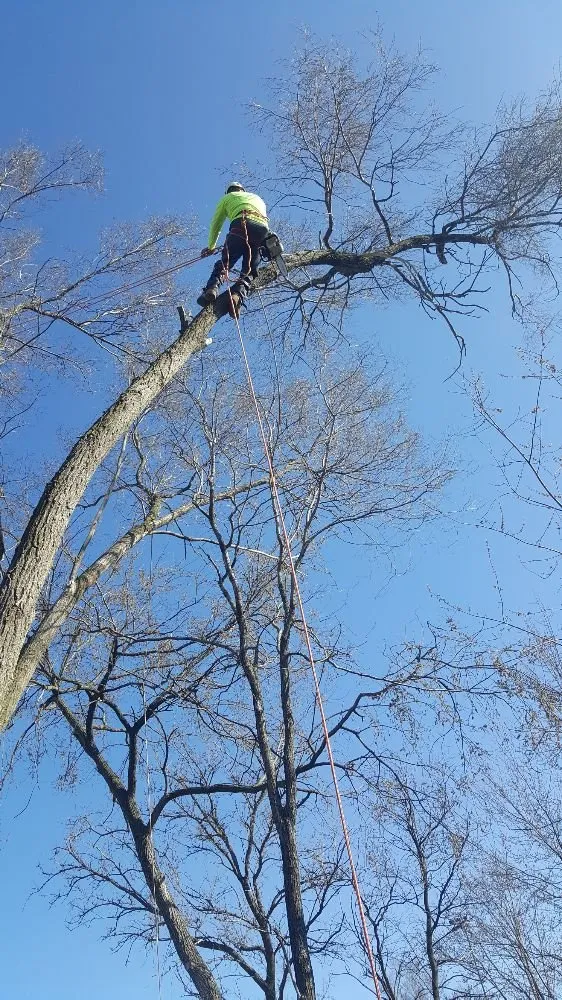 Professional residential landscaping in West Chicago, IL by Barrera Tree Service