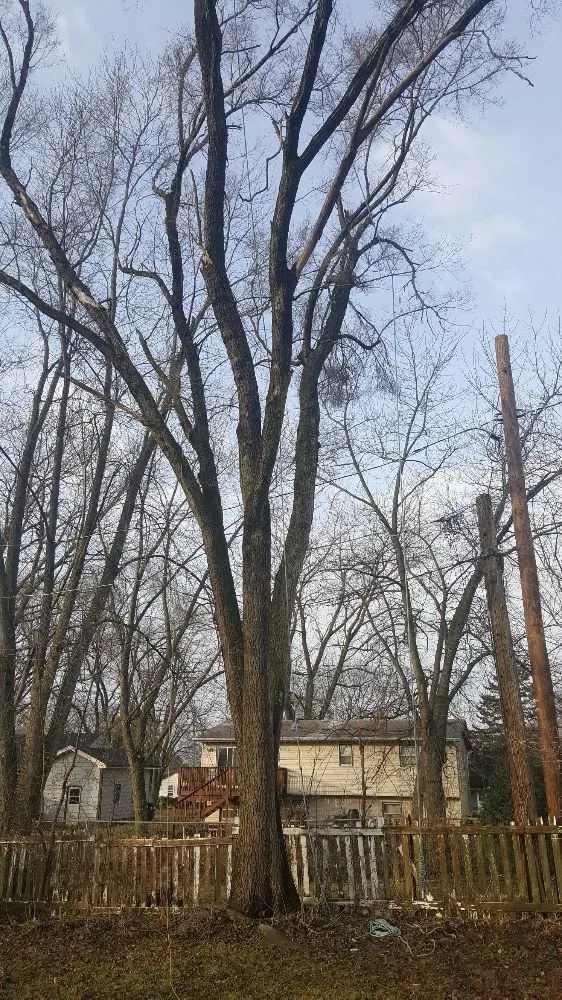 Expert residential landscaping in West Chicago, IL - Barrera Tree Service