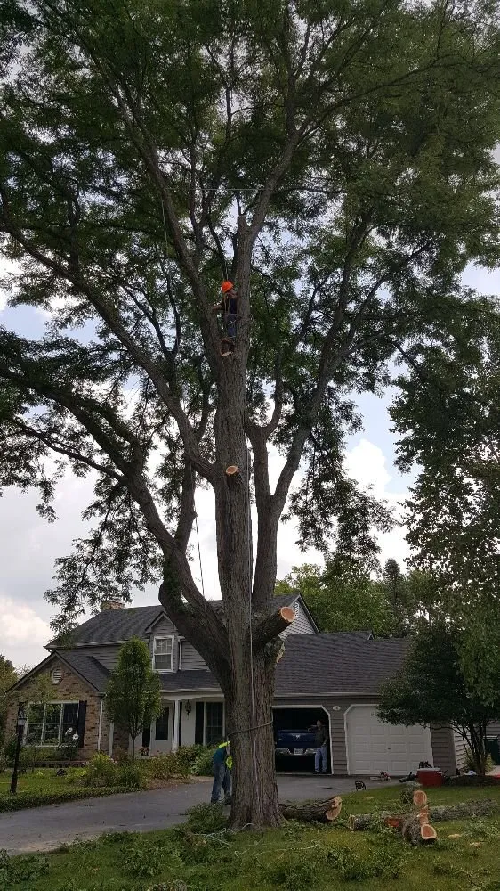 Local residential landscaping in West Chicago, IL - Barrera Tree Service