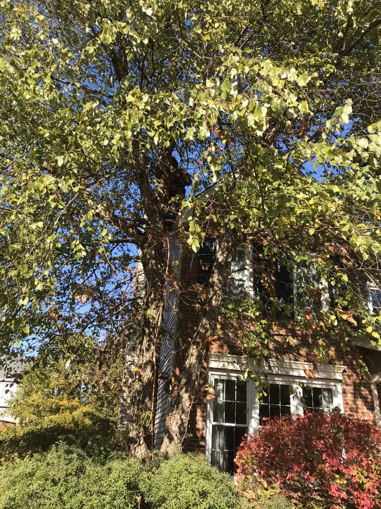 Local lawn care service in West Chicago, IL - Barrera Tree Service