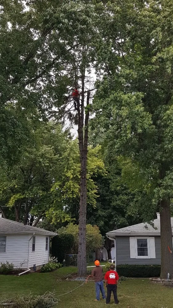 Top-rated outdoor landscaping in West Chicago, IL - Barrera Tree Service