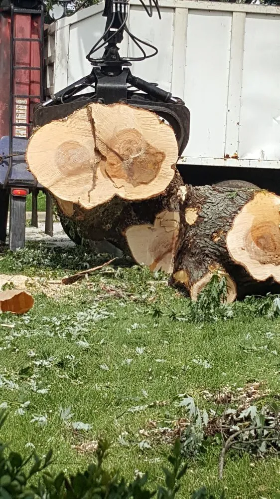 Professional garden landscaping in West Chicago, IL - Barrera Tree Service