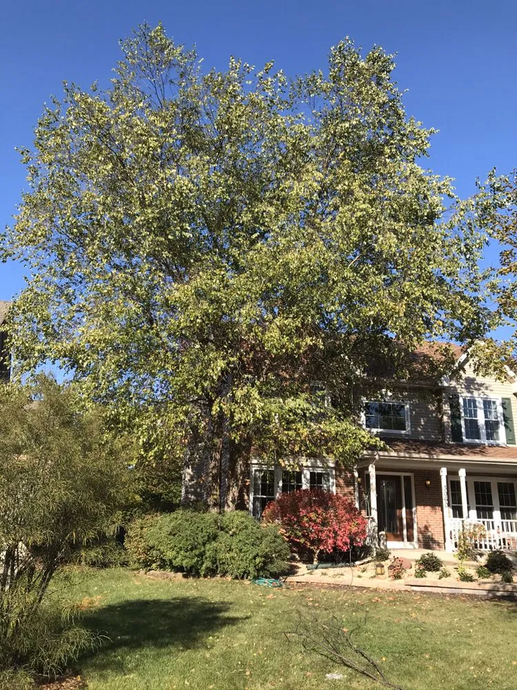 Top-rated lawn mowing service in West Chicago, IL by Barrera Tree Service