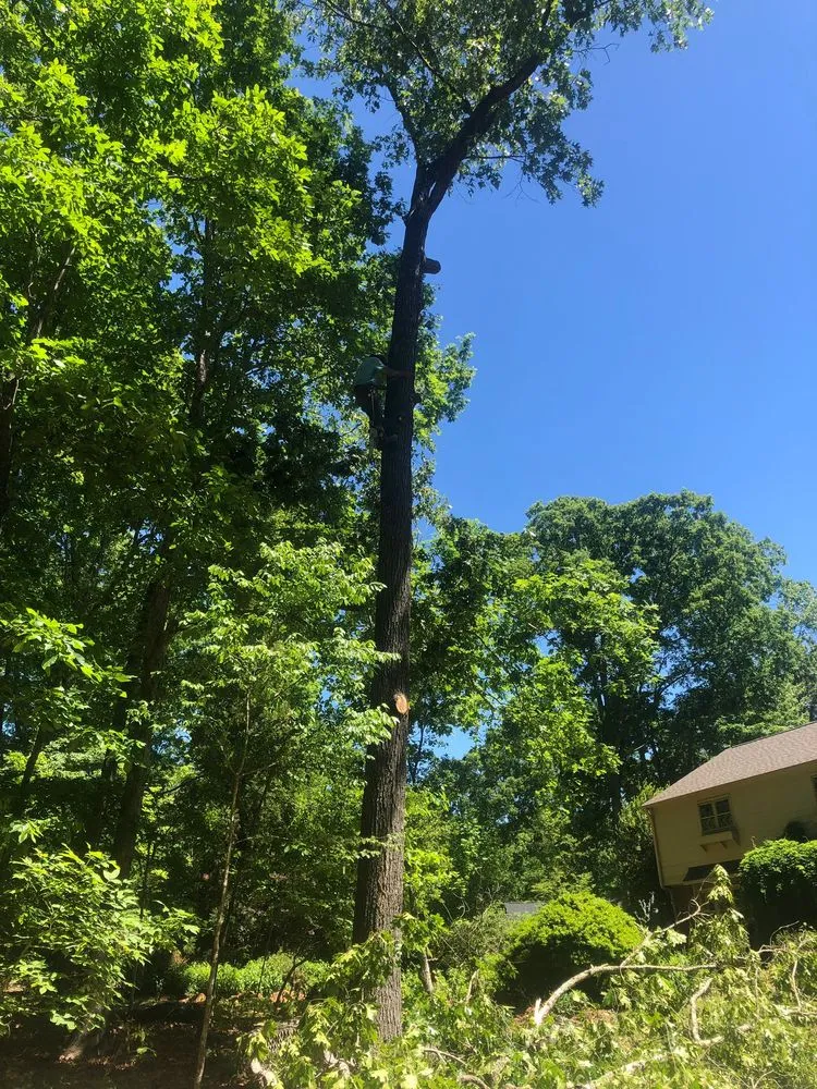 Reliable yard cleanup service in Chapel Hill, NC - Barreras Landscaping & Tree Service