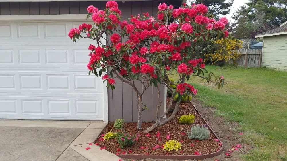 Local yard maintenance in Fort Bragg, CA by Barrera's Ocean Front Lawn Care & Landscaping