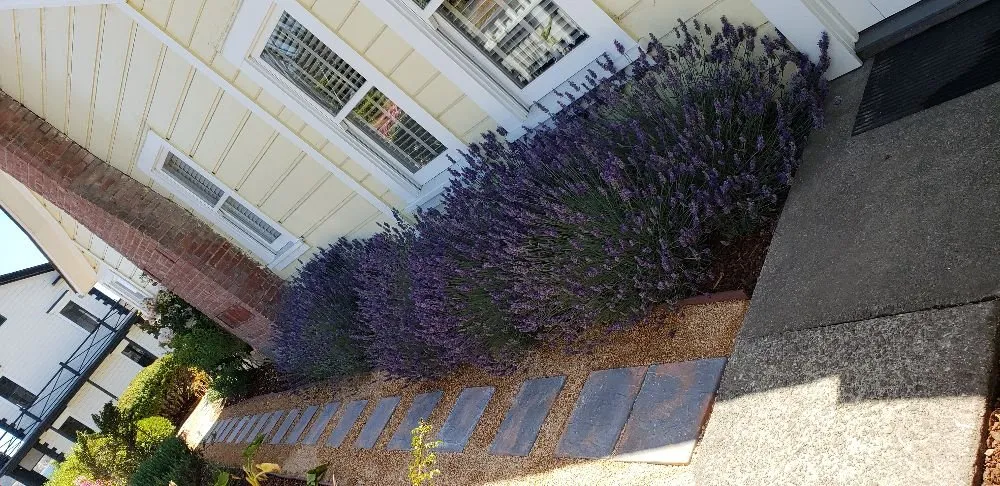 Reliable garden landscaping for beautiful yards in Fort Bragg, CA by Barrera's Ocean Front Lawn Care & Landscaping