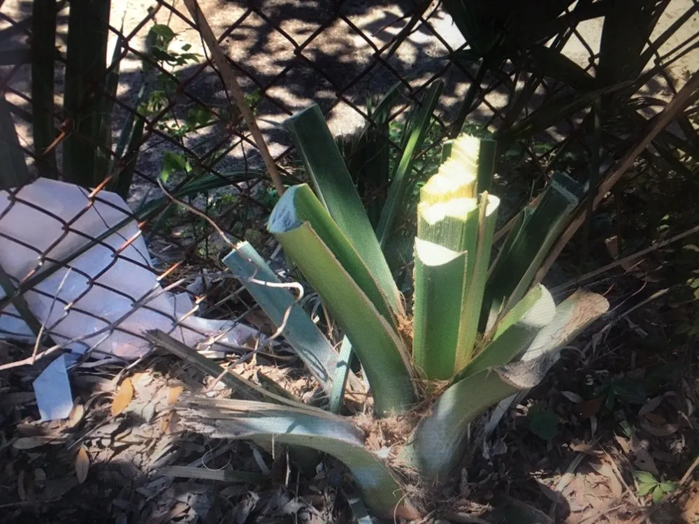 Local landscaping services experts serving Savannah, GA - Barrett Landscaping