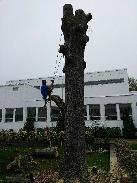 Local lawn mowing service experts serving Brooklyn, NY - Barricella Bro's Landscaping & Tree Removal