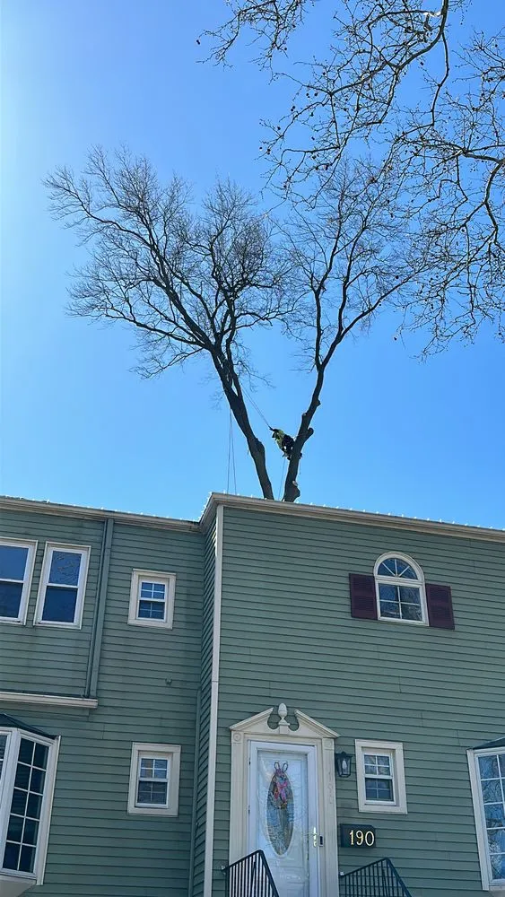 Professional yard maintenance experts serving Brooklyn, NY - Barricella Bro's Landscaping & Tree Removal