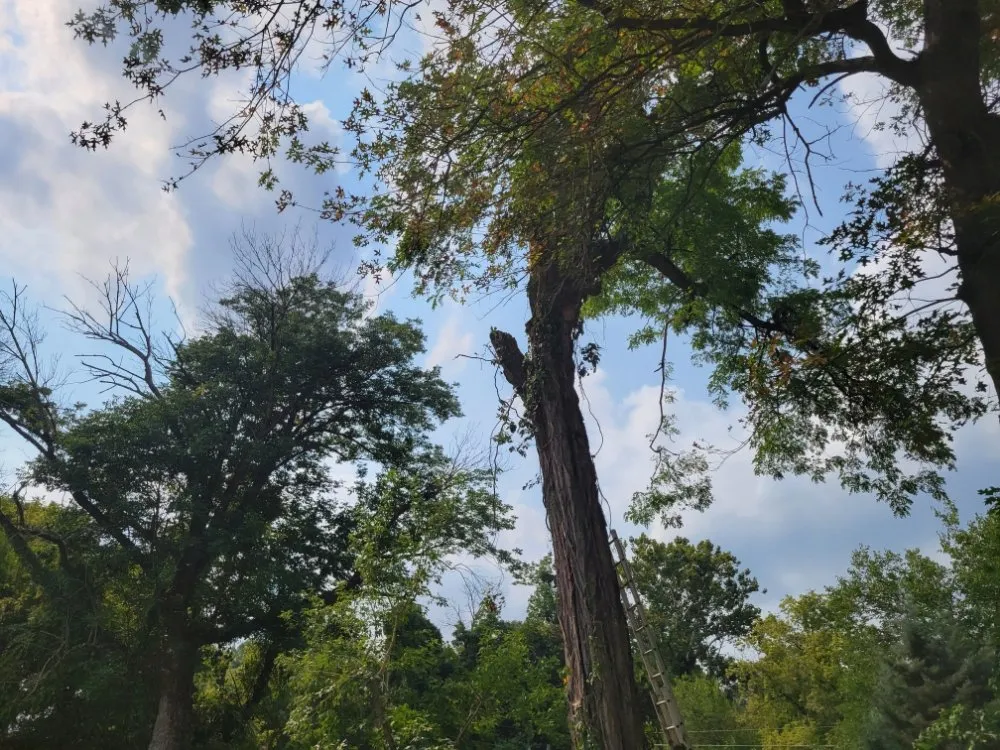 Top-rated lawn care service in Carlisle, PA by Barrick's Landscaping & Tree Services