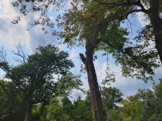 Barrick's Landscaping & Tree Services Logo