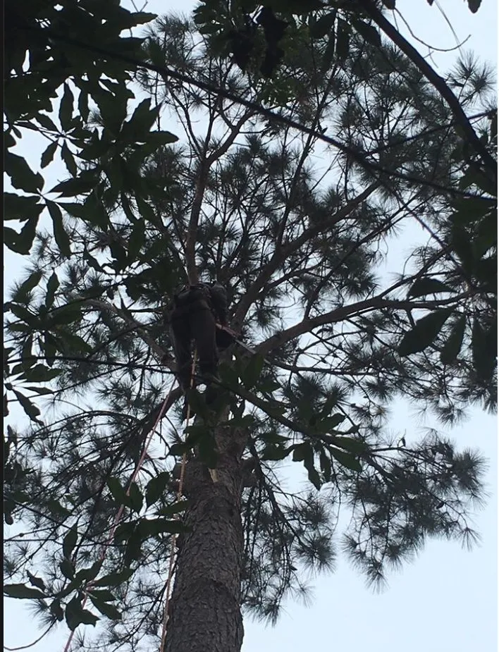 Expert landscape installation experts serving Charleston, SC - Barrier Islands Tree Service