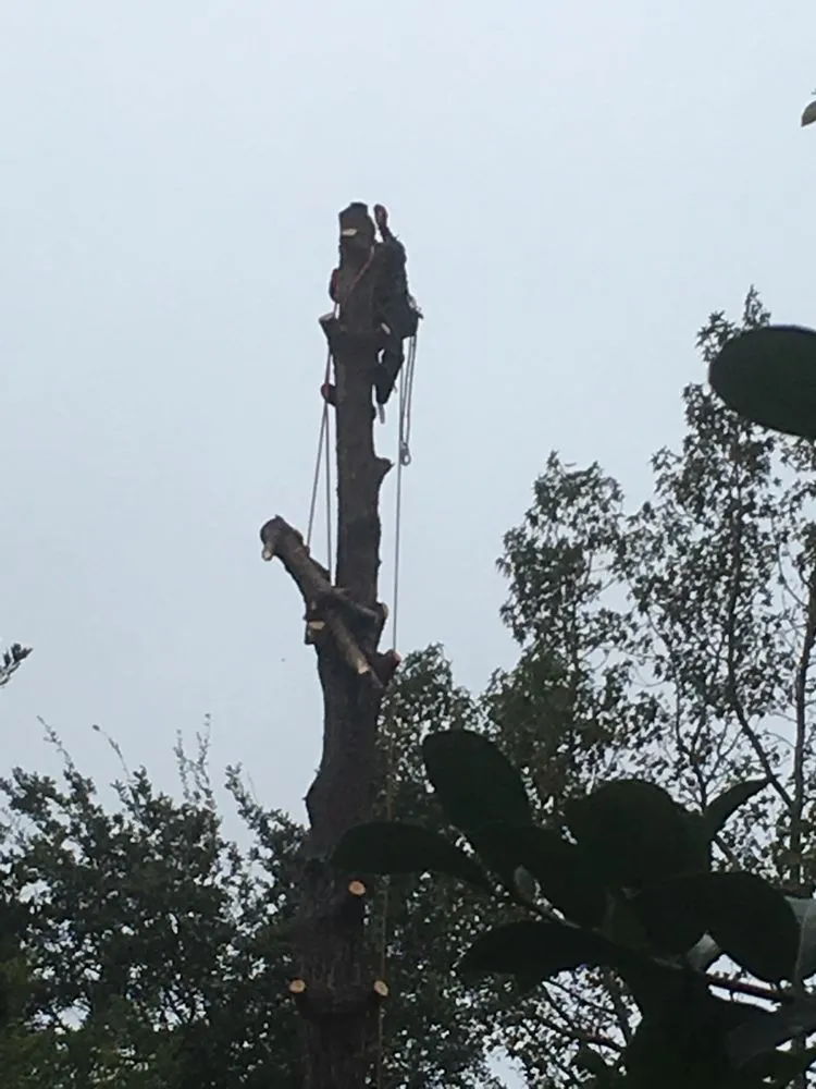 Reliable yard cleanup service for outdoor upgrades across Charleston, SC - Barrier Islands Tree Service